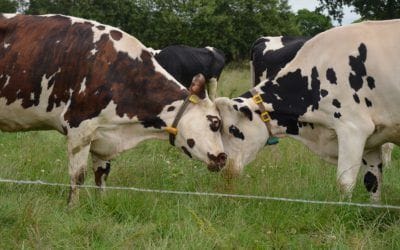 Une page d’histoire se tourne  à  La   Ville Davy :  la  dernière traite c’était  le  21 juin 2016 !”