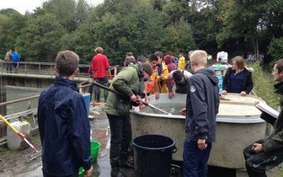 Vidange de l’étang  et  pêche de sauvetage des poissons
