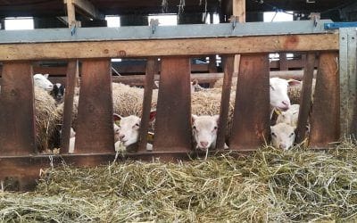 Les 2ndes PA en visite dans un élevage en production ovine à Plémy