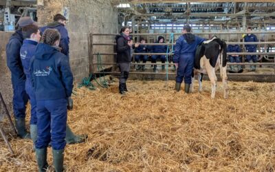 Journée sécurité  et  manipulation de bovins pour les CAPa 1 MA