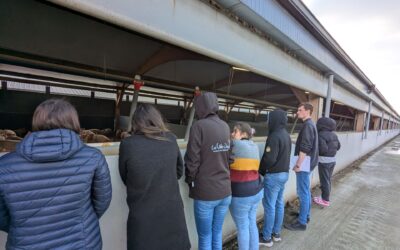 Immersion avec les CS Porc