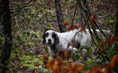 Les élèves de Terminale GMNF en MAP Chasse