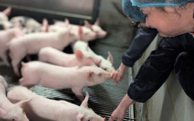 Succès pour  la  première journée de découverte des métiers de l’agriculture à Quessoy